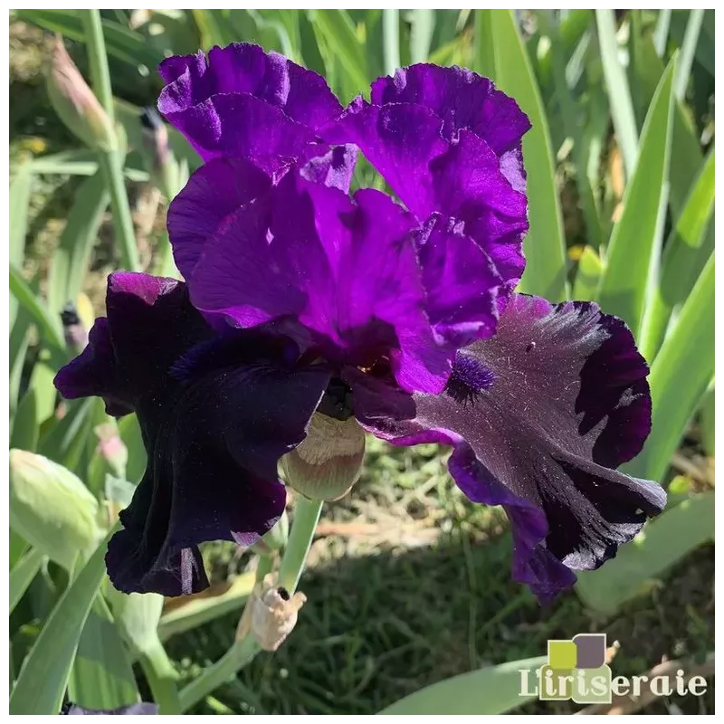 IRIS MIDNIGHT TREAT - L'iriseraie - KUTTOLSHEIM ALSACE FRANCE