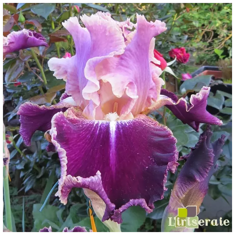 IRIS NEW LEAF - L'iriseraie - KUTTOLSHEIM ALSACE FRANCE