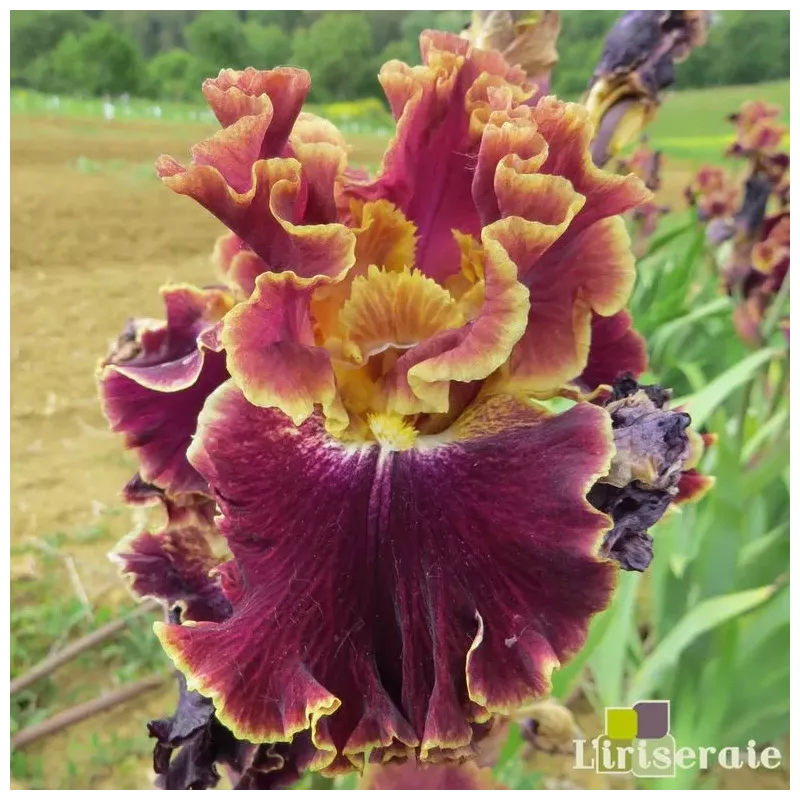 IRIS NOCES DE DIAMANT - L'iriseraie - KUTTOLSHEIM ALSACE FRANCE IRIS NOCES DE DIAMANT - L'iriseraie - KUTTOLSHEIM ALSACE FRANCE