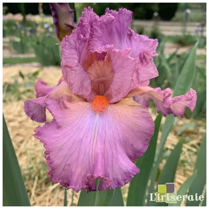 IRIS NUIT DE NOCE - L'iriseraie - KUTTOLSHEIM ALSACE FRANCE