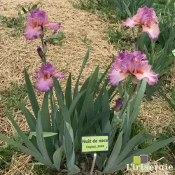 IRIS NUIT DE NOCE - L'iriseraie - KUTTOLSHEIM ALSACE FRANCE