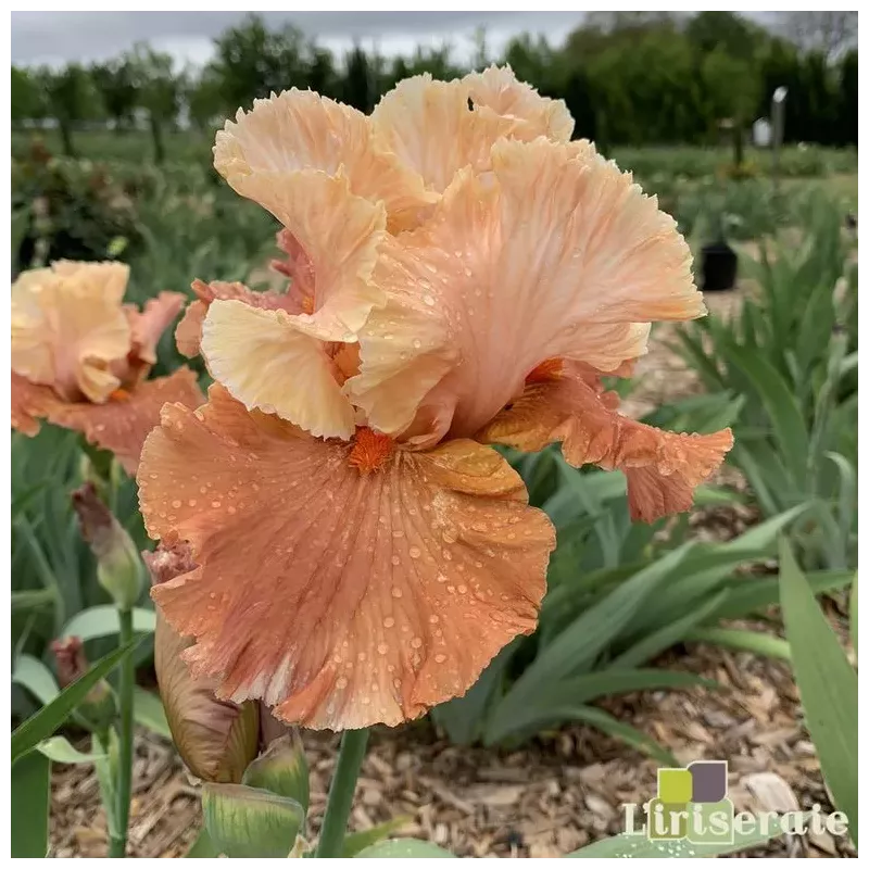 IRIS OCTOBER DREAMING - L'iriseraie - KUTTOLSHEIM ALSACE FRANCE