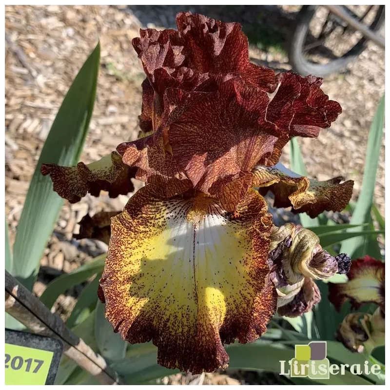 IRIS OGAR - L'iriseraie - KUTTOLSHEIM ALSACE FRANCE IRIS OGAR - L'iriseraie - KUTTOLSHEIM ALSACE FRANCE