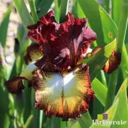 IRIS OGAR - L'iriseraie - KUTTOLSHEIM ALSACE FRANCE