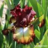 IRIS OGAR - L'iriseraie - KUTTOLSHEIM ALSACE FRANCE