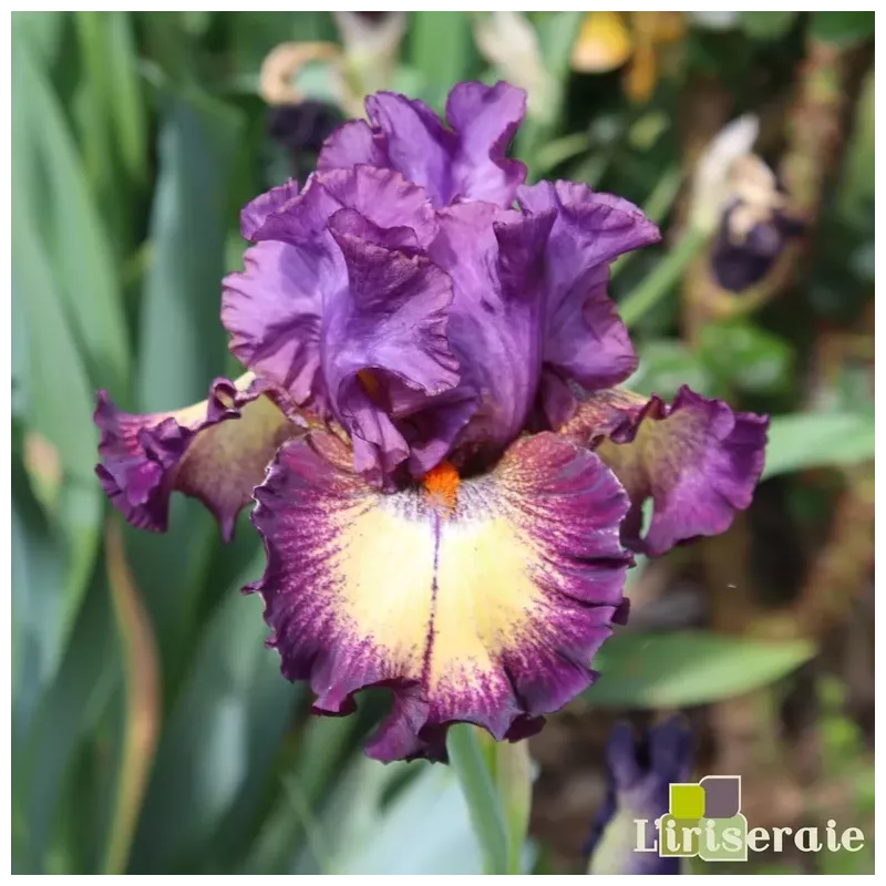 IRIS OUT OF THE DARK - L'iriseraie - KUTTOLSHEIM ALSACE FRANCE