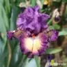 IRIS OUT OF THE DARK - L'iriseraie - KUTTOLSHEIM ALSACE FRANCE