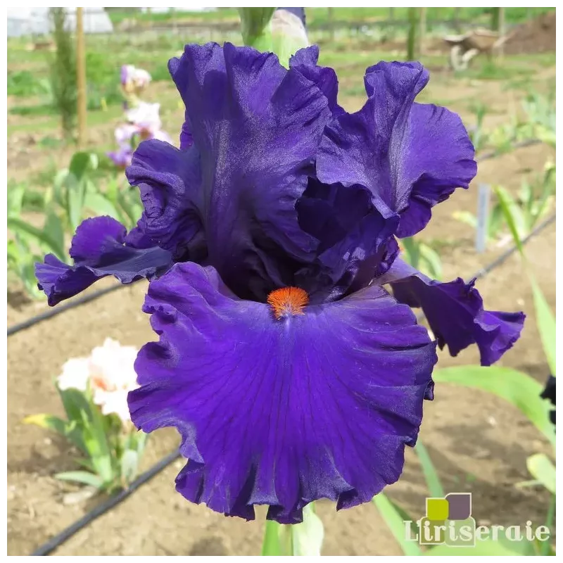 IRIS PAUL BLACK - L'iriseraie - KUTTOLSHEIM ALSACE FRANCE