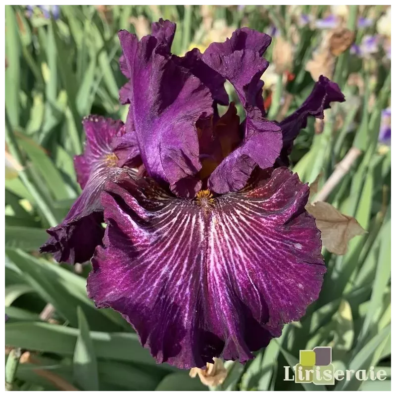 IRIS AWASH IN PURPLE - L'iriseraie - KUTTOLSHEIM ALSACE FRANCE