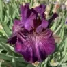 IRIS AWASH IN PURPLE - L'iriseraie - KUTTOLSHEIM ALSACE FRANCE