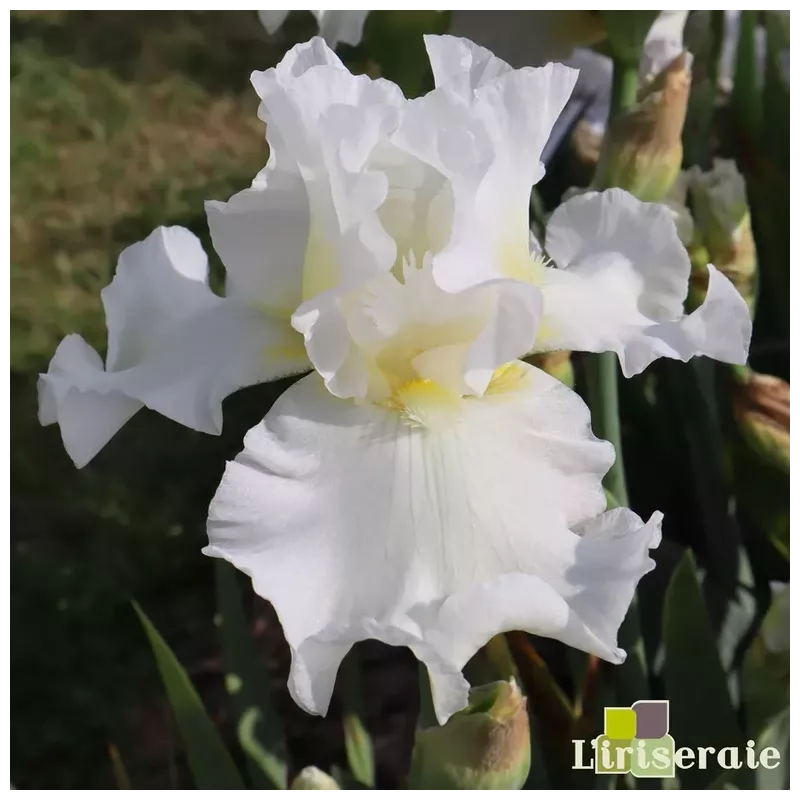 IRIS PEACE PRAYER - L'iriseraie - KUTTOLSHEIM ALSACE FRANCE