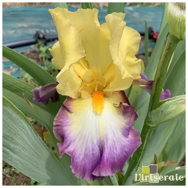 IRIS PETIT CAPRICE - L'iriseraie - KUTTOLSHEIM ALSACE FRANCE IRIS PETIT CAPRICE - L'iriseraie - KUTTOLSHEIM ALSACE FRANCE