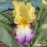 IRIS PETIT CAPRICE - L'iriseraie - KUTTOLSHEIM ALSACE FRANCE