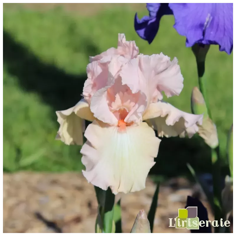 IRIS PINK TAFFETA - L'iriseraie - KUTTOLSHEIM ALSACE FRANCE