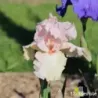 IRIS PINK TAFFETA - L'iriseraie - KUTTOLSHEIM ALSACE FRANCE