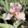 IRIS PINK TAFFETA - L'iriseraie - KUTTOLSHEIM ALSACE FRANCE