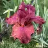 IRIS POPSTAR - L'iriseraie - KUTTOLSHEIM ALSACE FRANCE