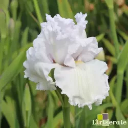 IRIS QUEEN OF ANGELS - L'iriseraie - KUTTOLSHEIM ALSACE FRANCE