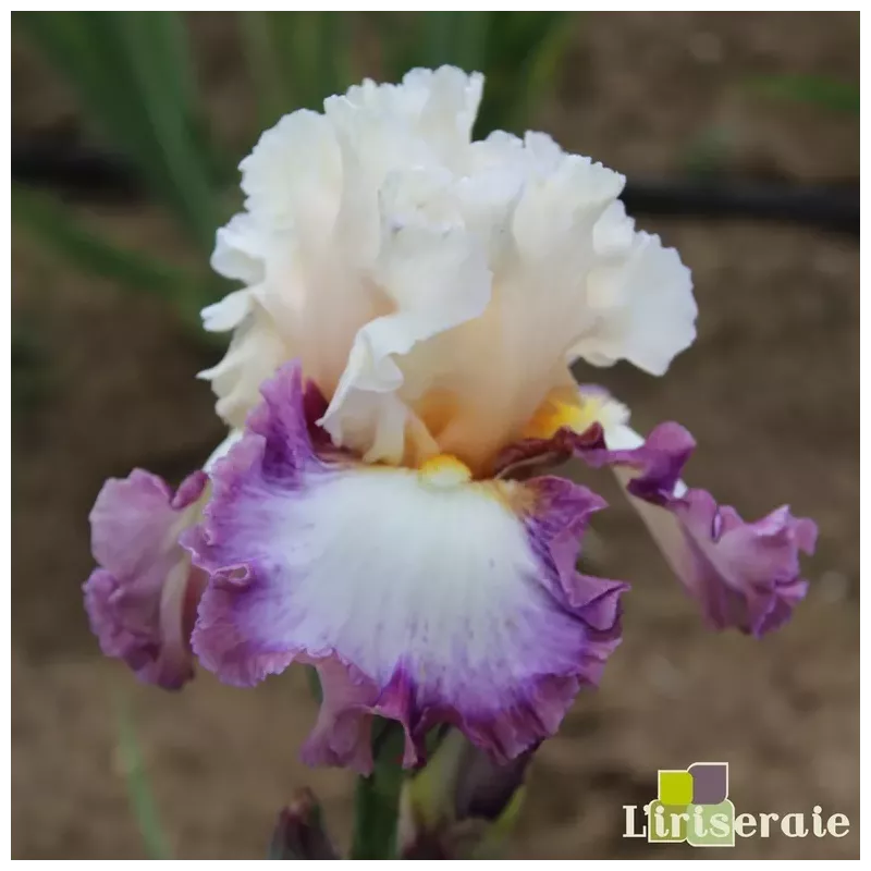 IRIS RING POP - L'iriseraie - KUTTOLSHEIM ALSACE FRANCE