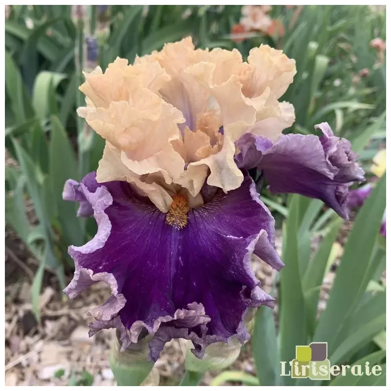 IRIS ROARING TWENTIES - L'iriseraie - KUTTOLSHEIM ALSACE FRANCE