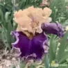 IRIS ROARING TWENTIES - L'iriseraie - KUTTOLSHEIM ALSACE FRANCE