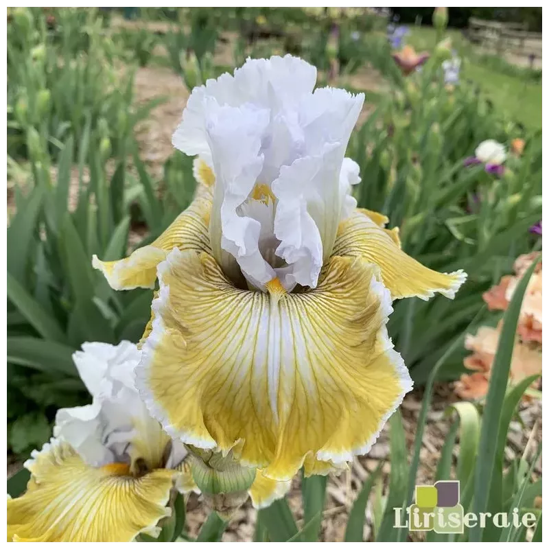 IRIS BABY I LOVE YOU - L'iriseraie - KUTTOLSHEIM ALSACE FRANCE