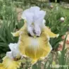 IRIS BABY I LOVE YOU - L'iriseraie - KUTTOLSHEIM ALSACE FRANCE