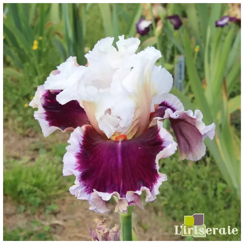 IRIS ROYAL PASSAGE - L'iriseraie - KUTTOLSHEIM ALSACE FRANCE