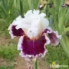 IRIS ROYAL PASSAGE - L'iriseraie - KUTTOLSHEIM ALSACE FRANCE