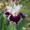 IRIS ROYAL PASSAGE - L'iriseraie - KUTTOLSHEIM ALSACE FRANCE