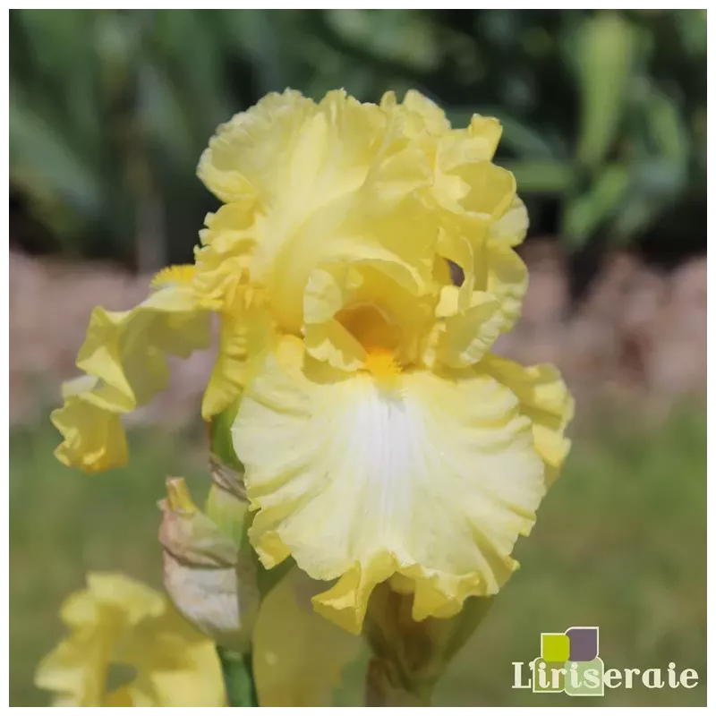 IRIS SAMSARA - L'iriseraie - KUTTOLSHEIM ALSACE FRANCE IRIS SAMSARA - L'iriseraie - KUTTOLSHEIM ALSACE FRANCE