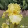 IRIS SAMSARA - L'iriseraie - KUTTOLSHEIM ALSACE FRANCE