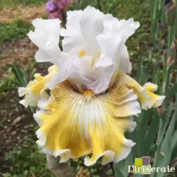 IRIS BABY I LOVE YOU - L'iriseraie - KUTTOLSHEIM ALSACE FRANCE