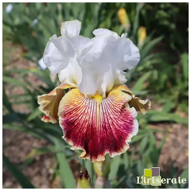 IRIS SCATTERBRAIN - L'iriseraie - KUTTOLSHEIM ALSACE FRANCE