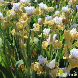 IRIS BABY I LOVE YOU - L'iriseraie - KUTTOLSHEIM ALSACE FRANCE