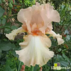 IRIS AAI - L'iriseraie - KUTTOLSHEIM ALSACE FRANCE