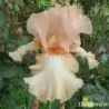 IRIS AAI - L'iriseraie - KUTTOLSHEIM ALSACE FRANCE