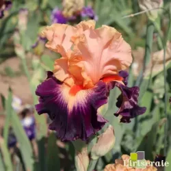 IRIS SHOUTING MATCH - L'iriseraie - KUTTOLSHEIM ALSACE FRANCE