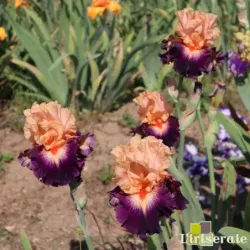 IRIS SHOUTING MATCH - L'iriseraie - KUTTOLSHEIM ALSACE FRANCE