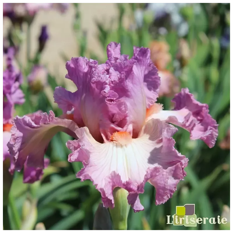 IRIS SOCIAL GRACES - L'iriseraie - KUTTOLSHEIM ALSACE FRANCE