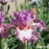 IRIS SOCIAL GRACES - L'iriseraie - KUTTOLSHEIM ALSACE FRANCE