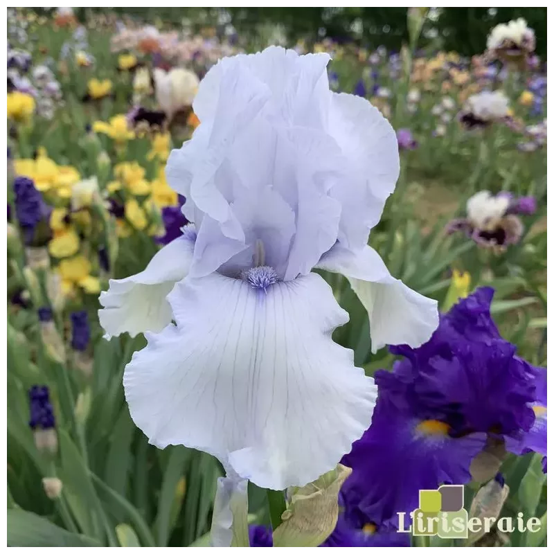 IRIS SONG OF NORWAY - L'iriseraie - KUTTOLSHEIM ALSACE FRANCE