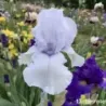 IRIS SONG OF NORWAY - L'iriseraie - KUTTOLSHEIM ALSACE FRANCE