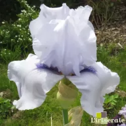 IRIS SONG OF NORWAY - L'iriseraie - KUTTOLSHEIM ALSACE FRANCE