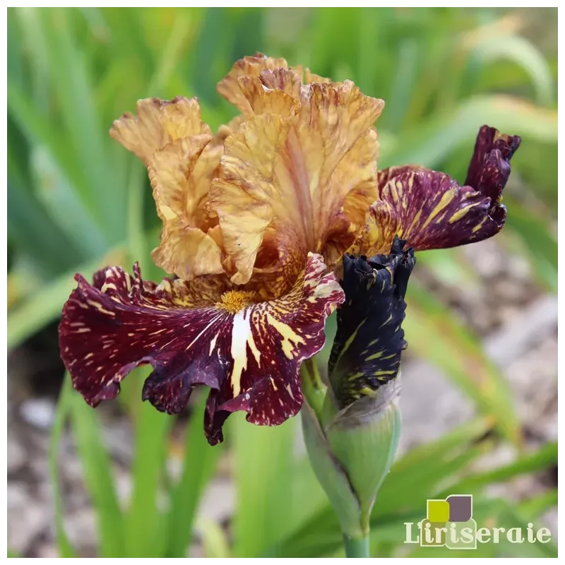 IRIS SPICED TIGER - L'iriseraie - KUTTOLSHEIM ALSACE FRANCE