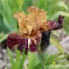 IRIS SPICED TIGER - L'iriseraie - KUTTOLSHEIM ALSACE FRANCE