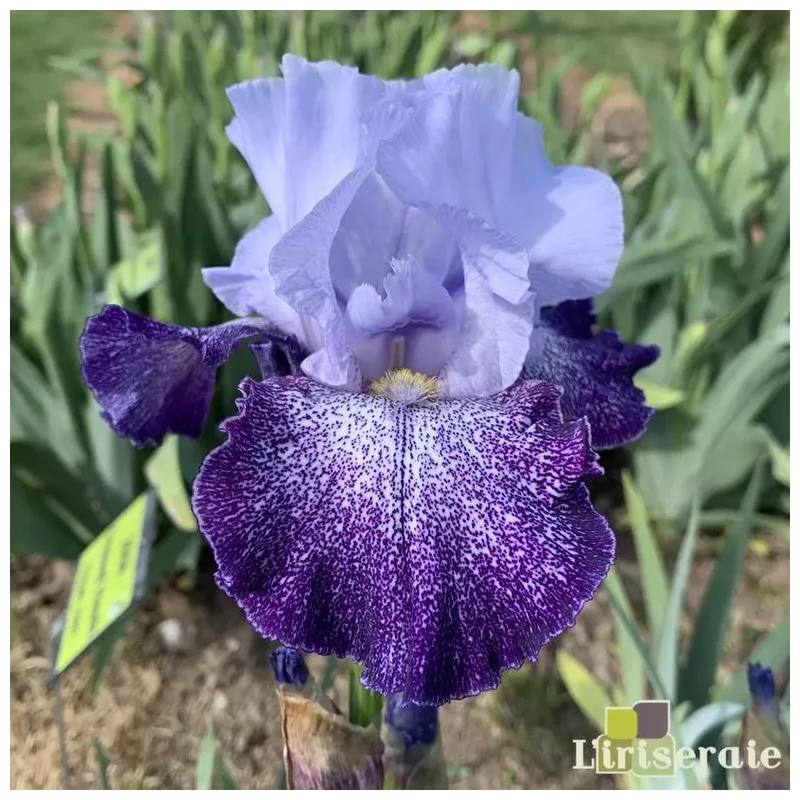 IRIS SPLASHACATA - L'iriseraie - KUTTOLSHEIM ALSACE FRANCE