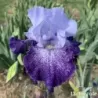 IRIS SPLASHACATA - L'iriseraie - KUTTOLSHEIM ALSACE FRANCE