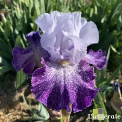 IRIS SPLASHACATA - L'iriseraie - KUTTOLSHEIM ALSACE FRANCE