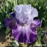 IRIS SPLASHACATA - L'iriseraie - KUTTOLSHEIM ALSACE FRANCE